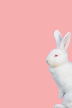 Cute young white rabbit  on a pink background 