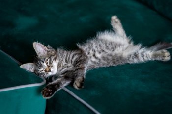 Kitten lying on the green sofa 