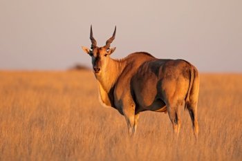 Male eland antelope (Tragelaphus oryx) in late afternoon light, Mokala National Park, South Africa
