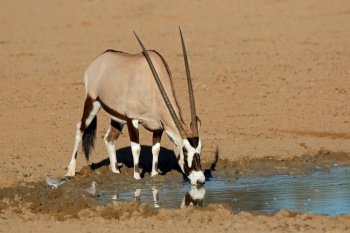 A gemsbok antelope (Oryx gazella) drinking water, Kalahari desert, South Africa
