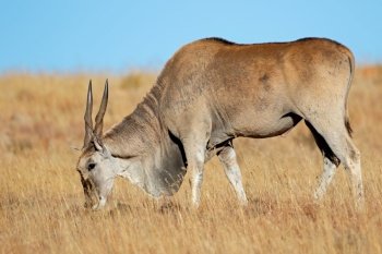 Male eland antelope (Tragelaphus oryx) feeding in grassland, Mountain Zebra National Park, South Africa

