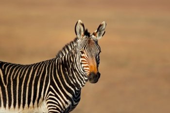 Portrait of a Cape mountain zebra (Equus zebra), Mountain Zebra National Park, South Africa
