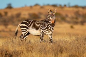 Cape mountain zebra (Equus zebra) in natural habitat, Mountain Zebra National Park, South Africa
