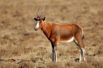 A blesbok antelope (Damaliscus pygargus) standing in grassland, South Africa
