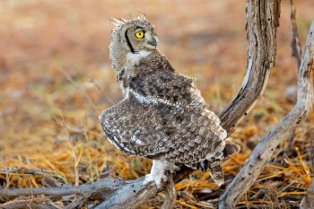 Spotted eagle-owl (Bubo africanus) in natural habitat, Kalahari desert, South Africa
