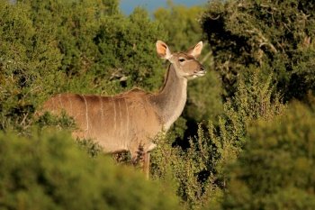 Female kudu antelope (Tragelaphus strepsiceros) in natural habitat, South Africa
