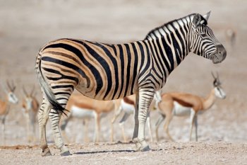 A plains zebra (Equus burchelli) and springbok antelopes, Etosha National Park, Namibia
