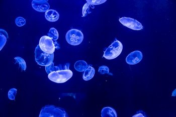 Jellyfish are swimming in deep blue water