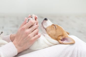 Puppy Jack Russell dog sleeping Terier the hands