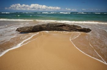 Inviting Tropical Shoreline and Large Driftwood on the Kauai coast. Inviting Tropical Shoreline & Driftwood