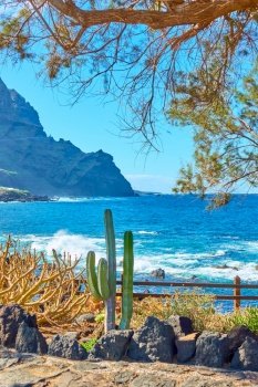 Small garden with native plants on the coast in Tenerife by the Atlantic Ocean, The Canary Islands, Spain