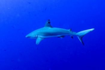 Grey Reef Shark (Carcharhinus amblyrhynchos) underwater, Tarpon Cayes, Belize Barrier Reef, Lighthouse Reef, Belize
