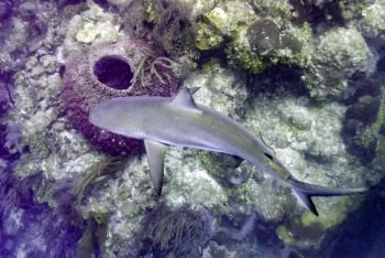 Grey Reef Shark (Carcharhinus amblyrhynchos) near coral reef underwater, Tarpon Cayes, Belize Barrier Reef, Lighthouse Reef, Belize