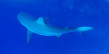 Grey Reef Shark (Carcharhinus amblyrhynchos) under water, Tarpon Cayes, Belize Barrier Reef, Lighthouse Reef, Belize