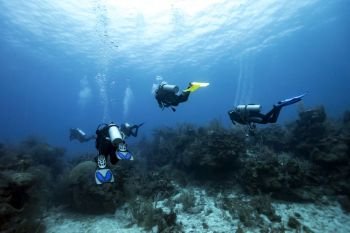 Scuba divers underwater around coral reefs, Majestic Point, Turneffe Atoll, Belize Barrier Reef, Belize