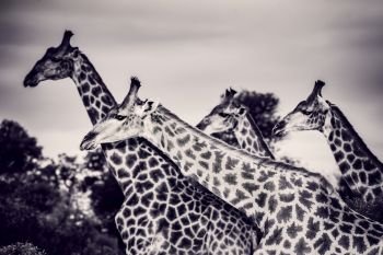 Safari, portrait of a beautiful giraffes family, black and white photo of a gorgeous big animals, wildlife photography, exotic nature of South Africa
