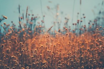 Closeup Photo of a Little Dry Flowers Field in Mild Sunset Light. Abstract Natural Background. Beautiful Rural Landscape.. Dry Wildflowers Field