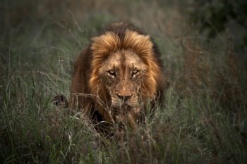Portrait of a Large, Handsome Lion Lurking in the Grass and Tracking Down its Prey. King of Beasts. Safari. Wildlife of South Africa.

