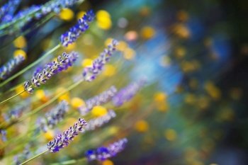 Beautiful lavender field, soft focus photo of a gentle yellow and purple wild flowers, beauty of a spring nature