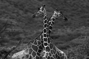 Portrait of Giraffes. Two Wild Animals with Long Necks  in the Wild. Black and White Photo. Safari. Gama Drive. Samburu National Reserve. Kenya. Africa.
