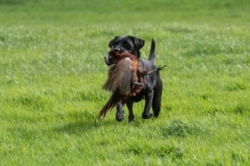 Black labrador retrieving a pheasant across a grass field