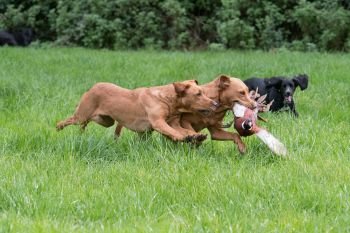 Two labradors racing for the same pheasant retrieve