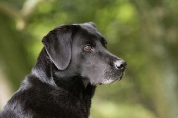 A portrait of a black labrador