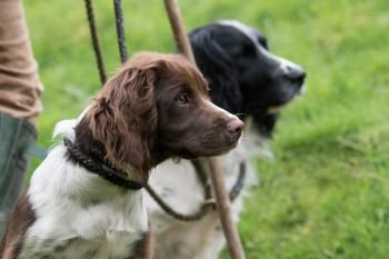 Springer spaniel gundog puppy, in liver and white with an adult black and white dog in the background with their master
