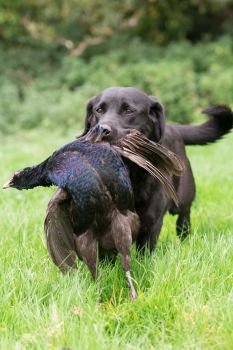 A black labrador retrieving a melanistic male pheasant