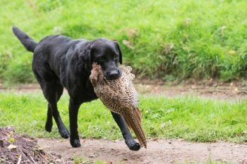 A black labrador retrieving a hen pheasant