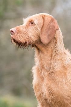 Portrait of a wire-haired Hungarian vizsla