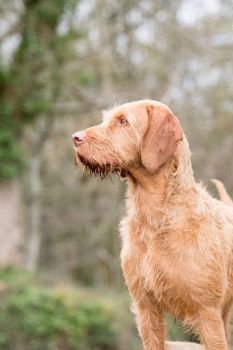Portrait of a wire-haired Hungarian vizsla