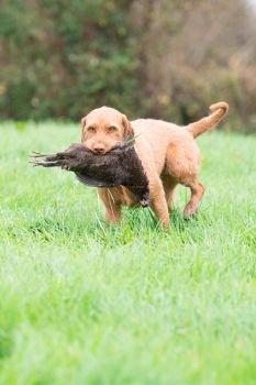 Wire-haired Hungarian vizsla retrieving a melanistic hen pheasant