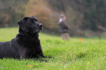 Woring black labrador waiting in the picking up line with a gun in the background
