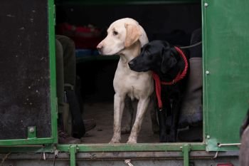 Working labradors in the beaters wagon / guns bus