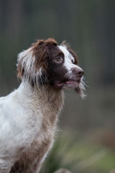 Portrait of a working liver and white springer spaniel on a game shoot