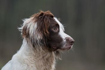 Portrait of a working liver and white springer spaniel on a game shoot