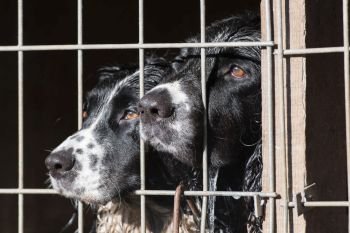 Working springer spaniels waiting patiently in thier crate