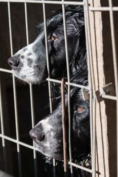 Working springer spaniels, waiiting to be let out of the truck for the next drive