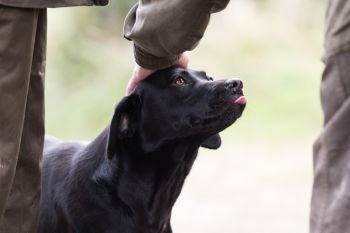A labrador looking lovingly into his masters eyes whilst being patted