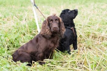 A pair of cocker spaniels waiting on the peg