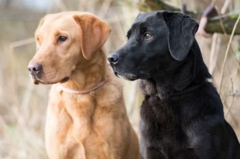 Working yellow and black labradors