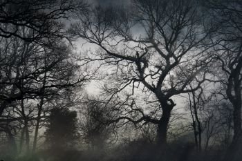 Spooky tree in silhouette