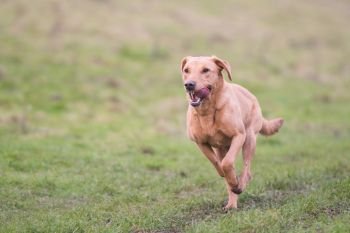 Labrador running 