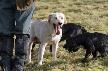 Working labradors and spaniels