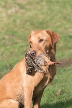 Working fox red Labrador retrieving a partridge