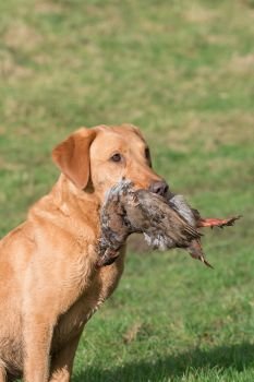 Working fox red Labrador retrieving a partridge