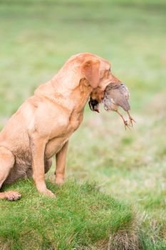 Fox red Labrador retrieving a partridge