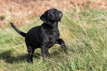 Black Labrador puppy playing