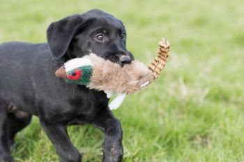 Black Labrador puppy retrieving with a pheasant toy